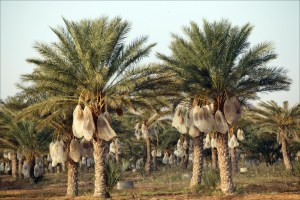 date-palm date palm