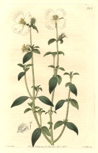 18443melastomataceae-osbeckia-parvifolia