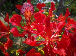scarlet-peacock-flower