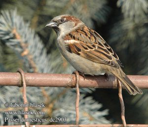 சிட்டுக்குருவி - House sparrow