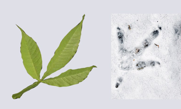 mayaldi nochi_peacock foot comparison