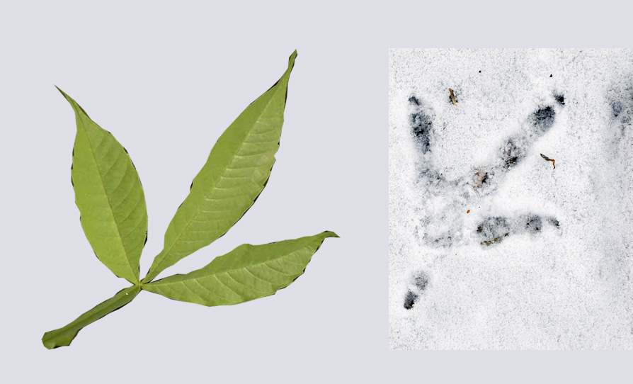 mayaldi nochi_peacock foot comparison