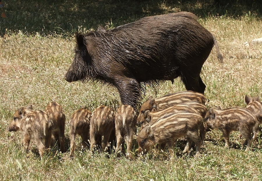 1-wild-boar-steve-mangan