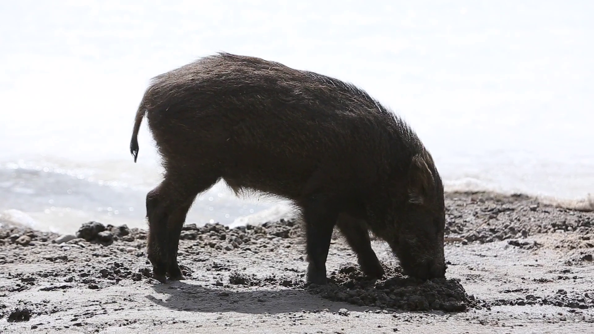 videoblocks-wild-boar-using-snout-to-dig-while-walking_s6pmwqplkz_thumbnail-full01